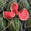 金蛋美都麒麟瓜产地直发🍉🍉