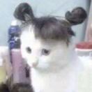 伦敦求租