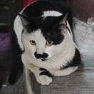 D of A 1的钢琴谱