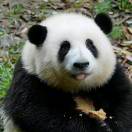 高磊
