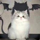 意昂的头像 - 校园论坛