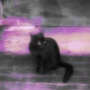 wx_清猫34