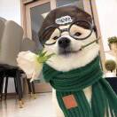 不知人面在何处的头像-秀琴曲谱网