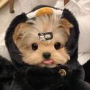 布里斯托求租