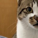 fadsfas-日本！日本语