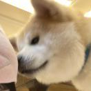 伯明翰求租