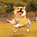 木子的头像-博士钣金 - www.bsbanjin.com