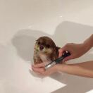 悉尼求租