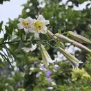 邹洪菊