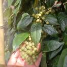 种植柑橘的新农人