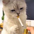 张先生