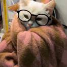 欲迎春的头像-梦马考研