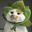Sweethot66 member profile picture