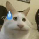 ᝰꫛꫀꪝ₅₂₀¹³¹⁴伊的头像