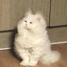 木头像