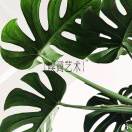 🌿回墅：嗅商艺术
