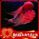 A0净水器孙朝阳