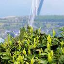 人生如茶13581341141