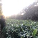 AA新桥镇柑橘收售19980233099