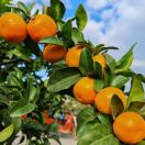 兔品优选果果19181066418