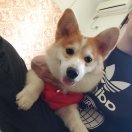 点赞头像