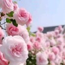 茉莉花
