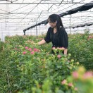 鲜花物流、家庭配花13769481280