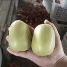 猕猴桃耙耙柑供应链15756520638