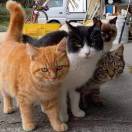 路过的懒猫。林