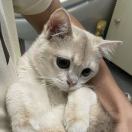 Cutefush鱼