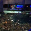 Southside转租&房东直租