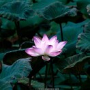 黄草莓