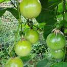 百香果嫁接苗，刘生18278743052