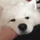 伦敦求租