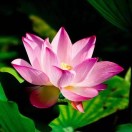 网友昵称：善才