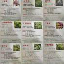 康盛堂药业-植物精油