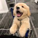 攒一口袋星星🌟