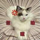 伦敦求租