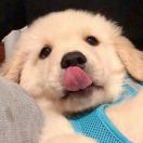 孤星乔伊 - 校园论坛