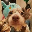 胡桂兰