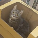 Haste Sterling转租