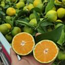 AA （果蔬代办代卖）小贾