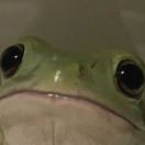 青蛙