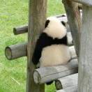 龚顺