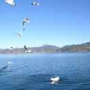 清风的头像-望月知行岛