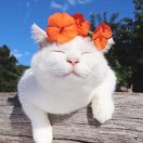 user_0kx1ld9fblmicsha member profile picture