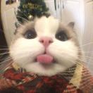 null转租&房东直租