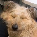 the Laurent转租&房东直租