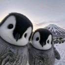 杨间的头像-长游分享网