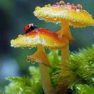 用户头标